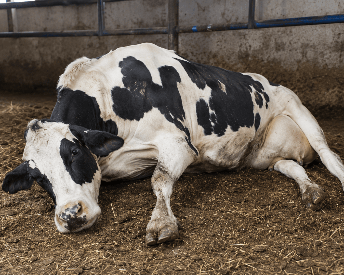 Veterinarian treating a milk fever cow with IV calcium